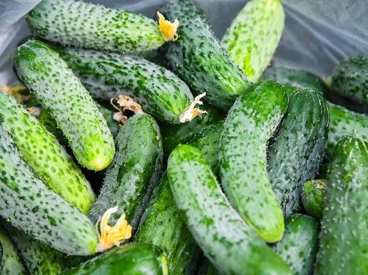 В Волгоградской области подорожали лук и огурцы