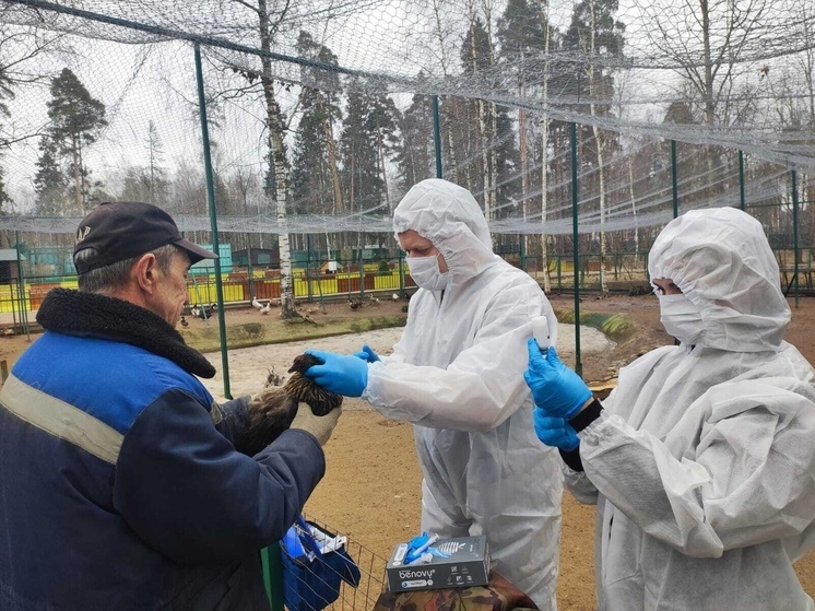 Костромских птиц спасают от смертельного вируса