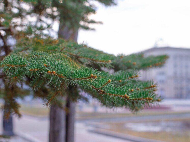 В Хабаровске 24 апреля ожидается дождь