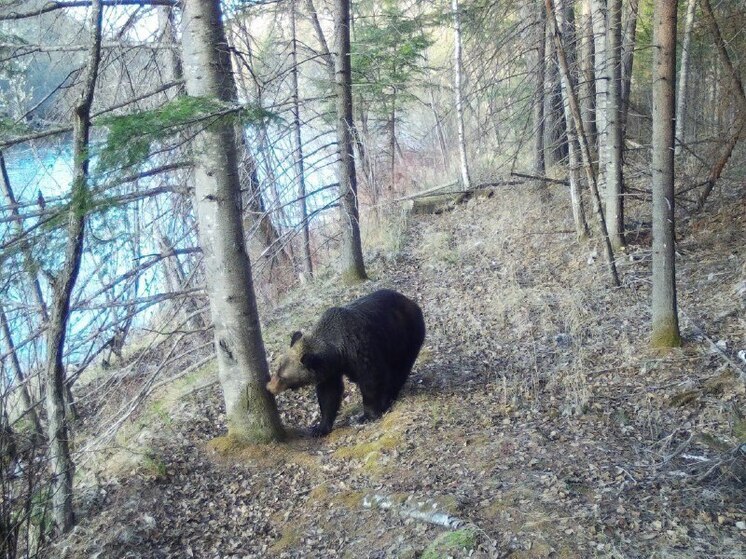 В Норском заповеднике Амурской области проснулись последние медведи
