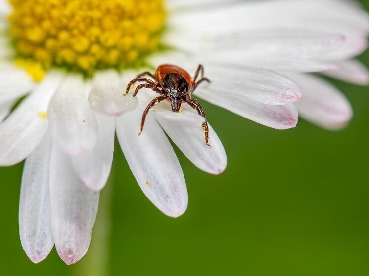 В Уфе от укусов клещей пострадал 71 человек