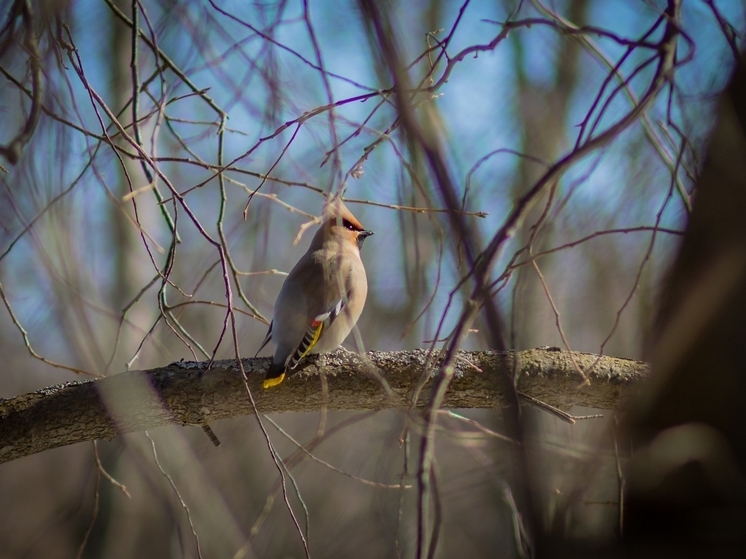Ботанический сад приглашает жителей Петрозаводска на орнитотерапию