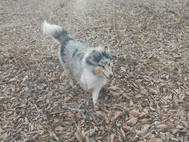 Массовые проверки чипирования собак с крупными штрафами начались в Приморье