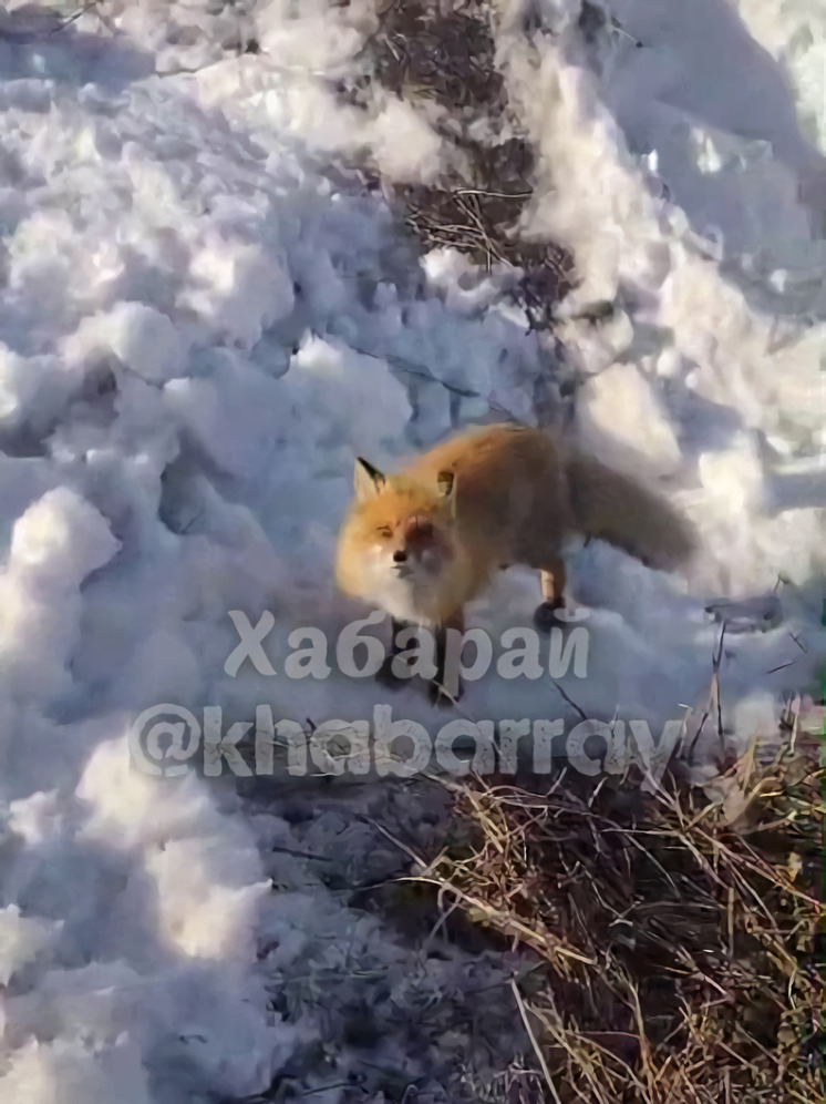 Лесная красавица пришла к местным жителям одного из городов Хабаровского края