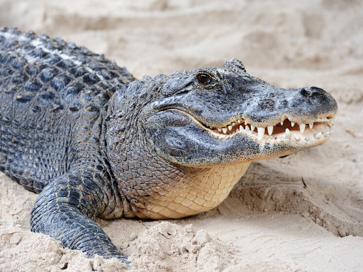 Крокодилы под угрозой: жара меняет поведение древних хищников