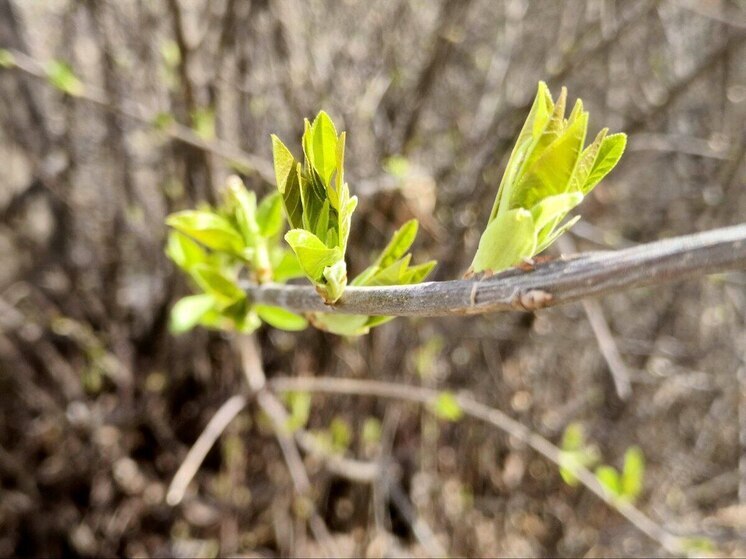 В Хабаровском крае потушили уже 360 природных пожаров