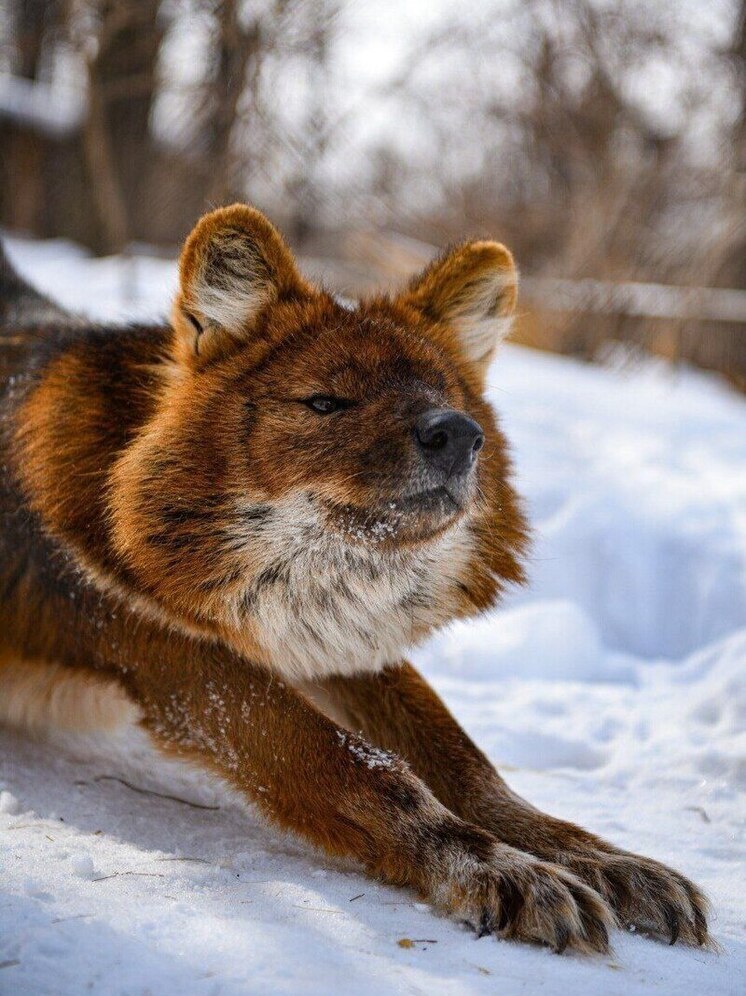 Восемь лет исполнилось рыжему Красавчику из зоосада «Приамурский» в Хабаровске