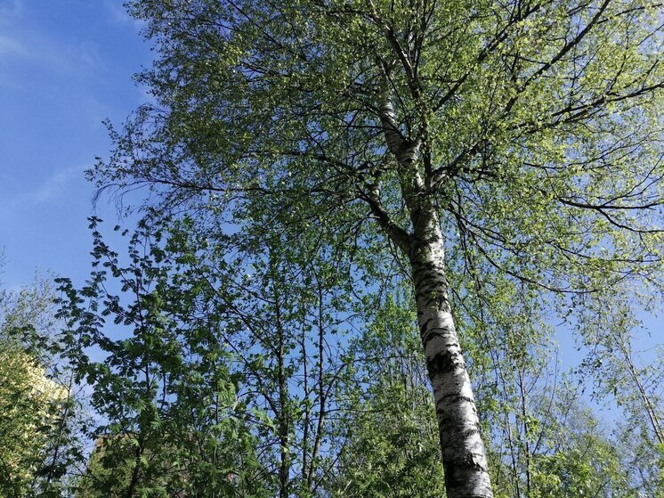 Новгородцам с аллергией посоветовали гулять после заката