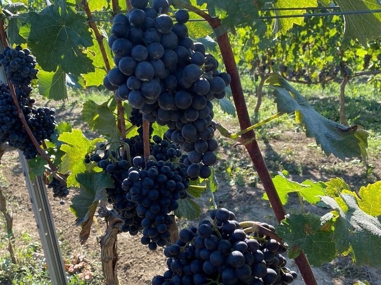 Кубань наращивает площади виноградников