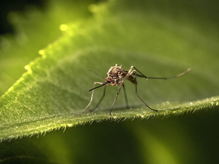 Аномальная жара разбудила миллиарды комаров — Россию ждет нашествие