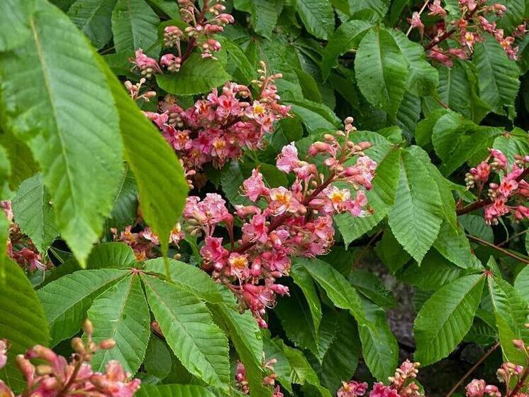 Гибрид каштана: весеннее чудо в Сочи