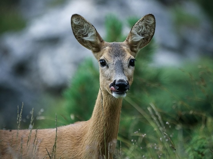 Житель Башкирии незаконно отстрелил двух косуль
