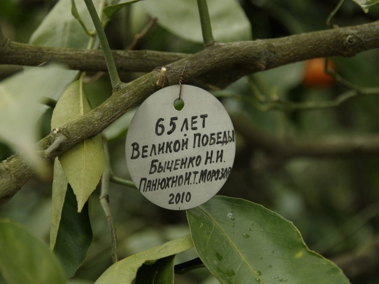 44 года назад в Сочи заложили «Дерево Дружбы»