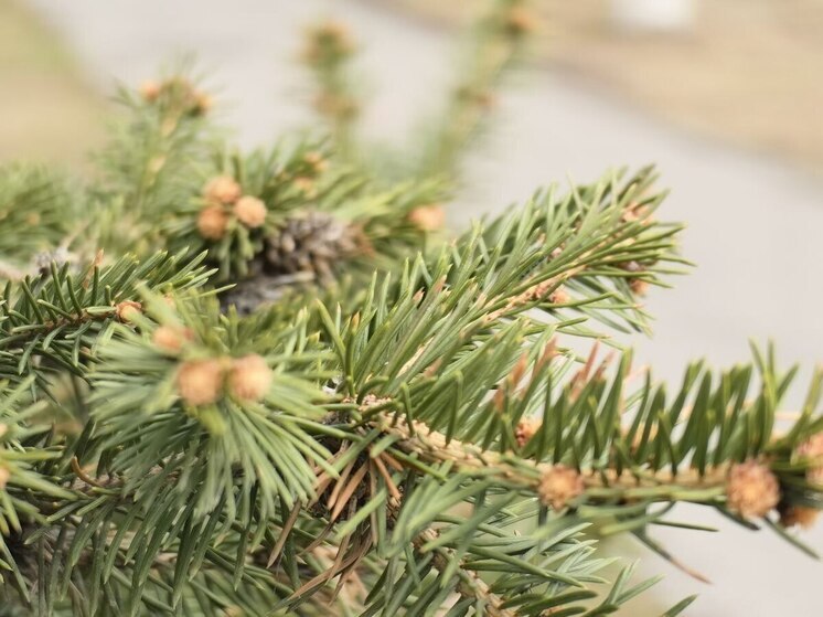 Туманно и дождливо сегодня во Владивостоке