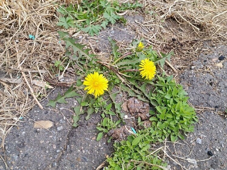 На Пятой площадке в Хабаровске расцвели первые одуванчики