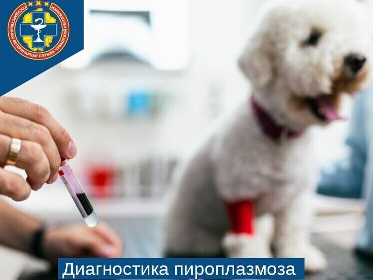 Весной в Чувашии обострилась угроза пироплазмоза у домашних животных