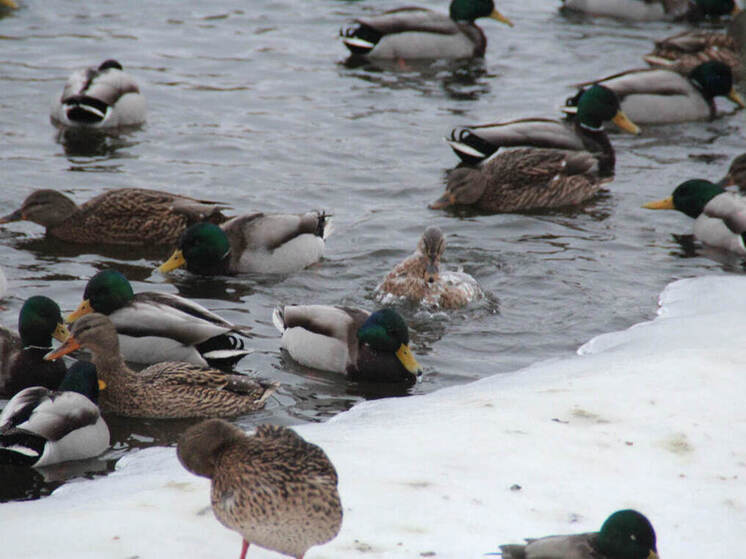 Сезон охоты на уток стартует в центре Приамурья 26 апреля