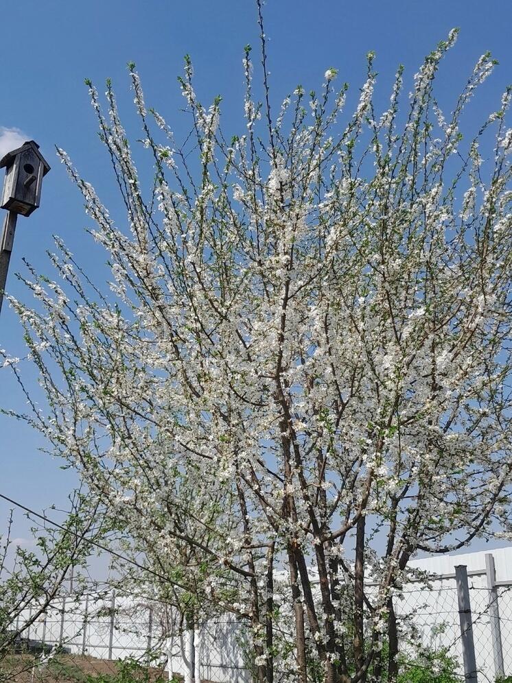 Калужан предупредили о заморозках