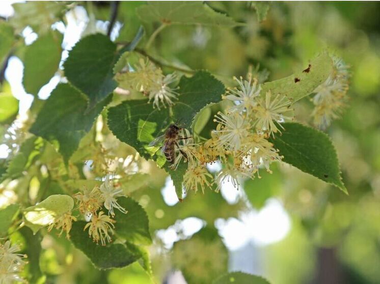 В Уфе облачно с прояснениями