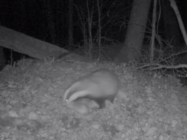 Барсучиха из «Калужских засек» растрогала заботой о детёнышах