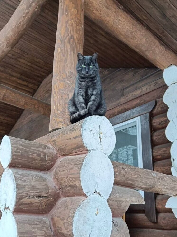 Дмитрий Миляев рассказал о внедрении стандарта pet-friendly в тульских отелях