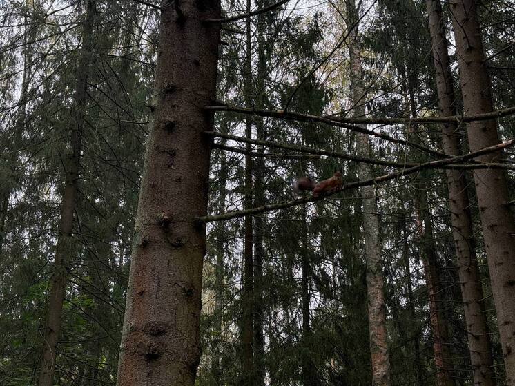 В Калининграде снова объявили запрет на посещение лесов