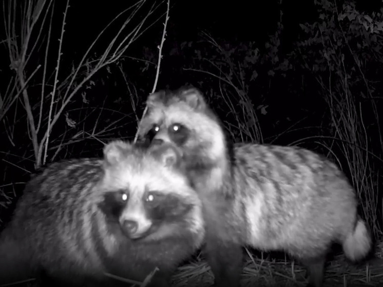 Милования енотовидных собак засняла скрытая камера в Приамурье
