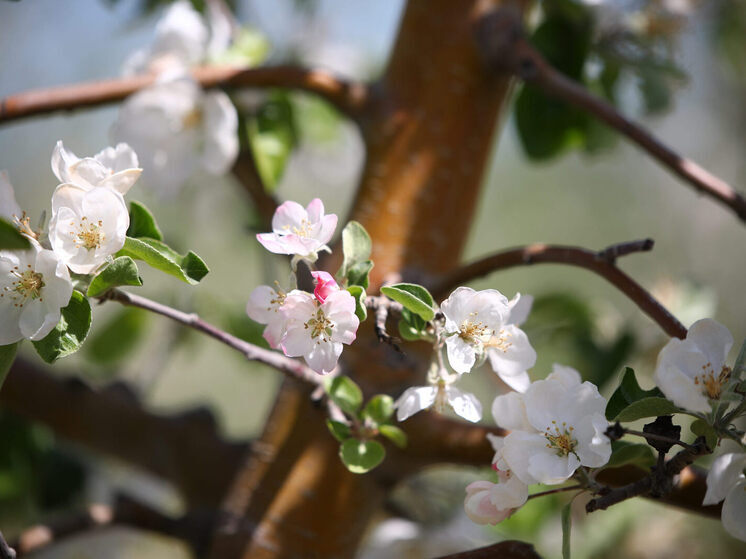 Волгоградцев предупредили о заморозках до -5 градусов