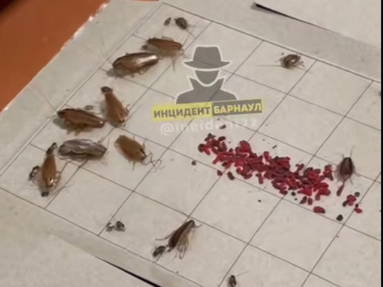 Полчища тараканов атаковали общежитие одного из учебных заведений в Барнауле