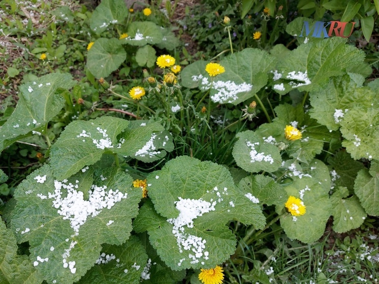 Калужские синоптики обещают ночные заморозки до -5°С