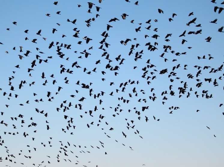 Жители Воротынска жалуются на грачей и галок