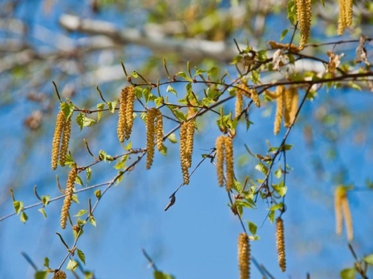  Врач рассказал, как аллергикам пережить пик цветения растений в Волгограде