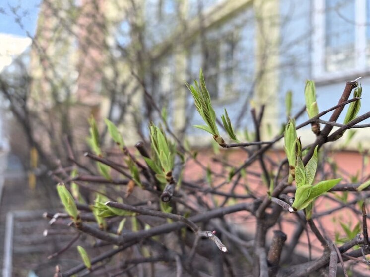 Магнитные бури в Хабаровске на неделю с 28 апреля по 4 мая 2025 года