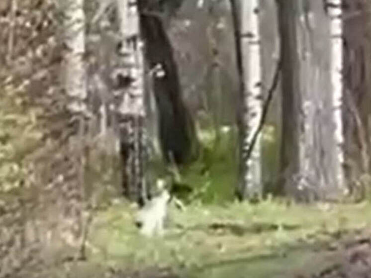 В йошкар-олинском ботсаду можно встретить еще не перелинявших зайцев