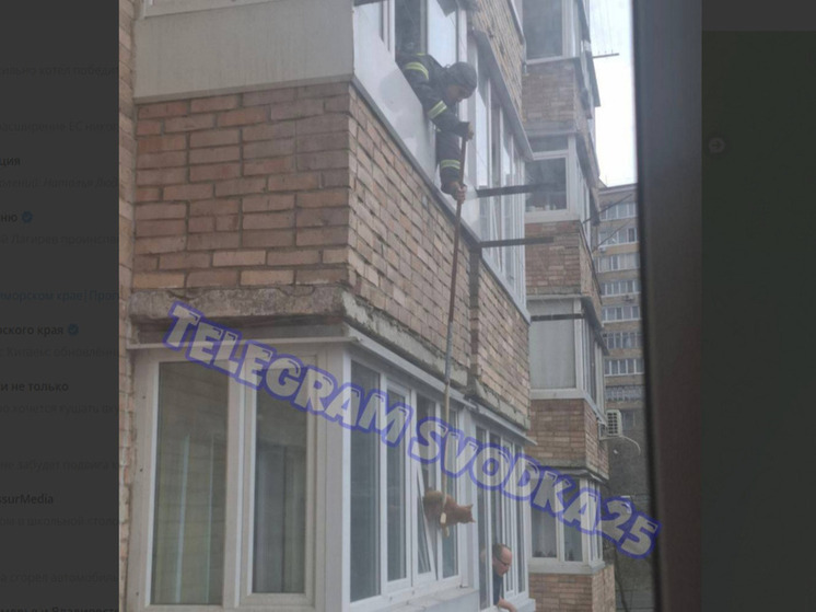 Сотрудники МЧС спасли кота, застрявшего в окне многоквартирного дома во Владивостоке