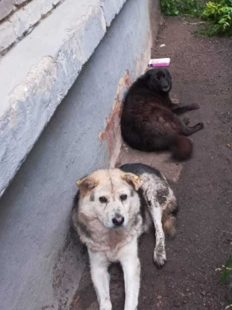 В уфимской Черниковке мужчина выстрелил в собаку из ракетницы