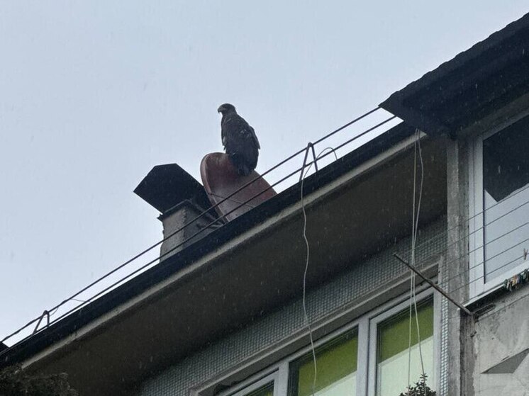 В Дагомысе ищут сбежавшего белохвостого орлана