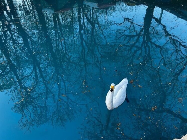 Ставропольские лебеди переселились на лето в Центральный парк