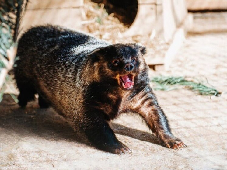 Барсук Тошка из хабаровского зоосада отметил день рождения