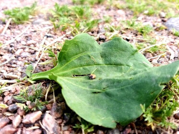 Хакасским клещам полюбились жители Саяногорска и Абазы