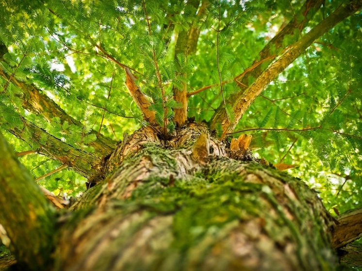 В Калужской области похвалились уникальным лесопромышленным кластером