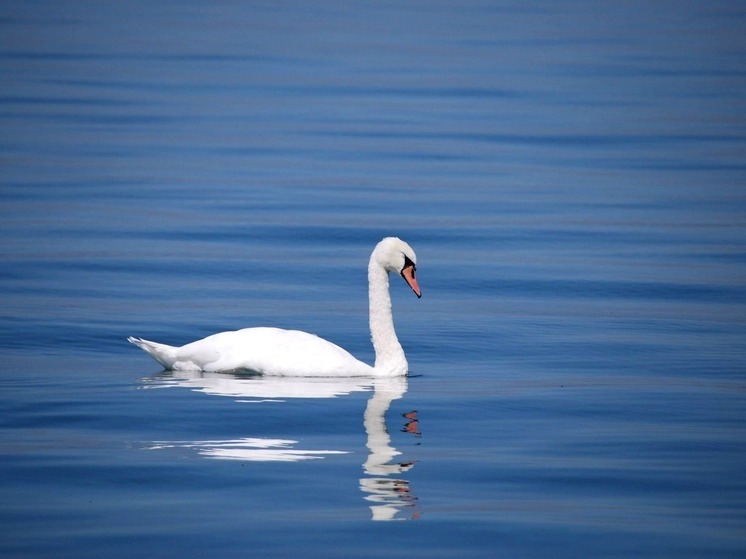 В калужском заповеднике ждут образования новой семьи