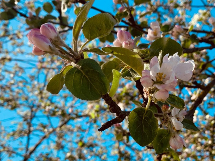 Калужане прочувствуют «Медный ветер и проведут «Летний вечер в парке»