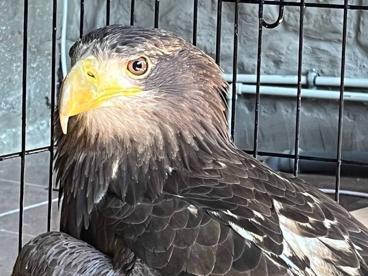 Сбежавшего белохвостого орлана поймали в Сочи