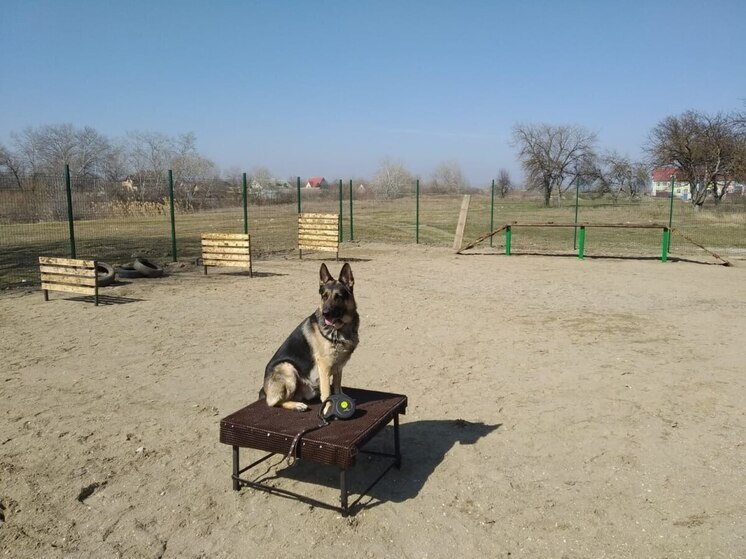 В Зеленокумске построили площадку для выгула собак