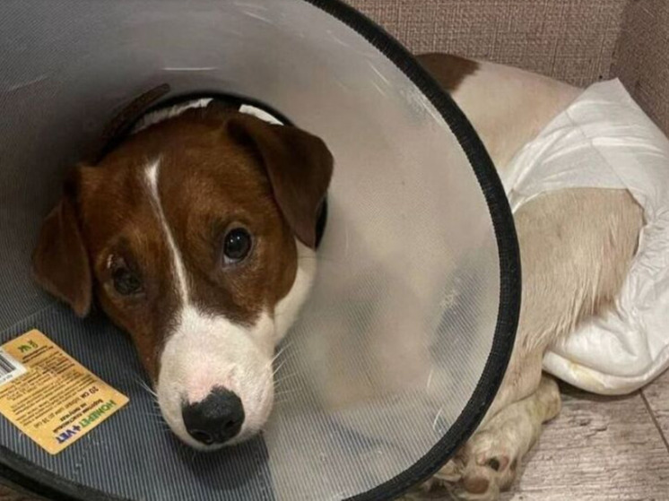 Хозяйку изнасилованной в Люберцах собаки подвергли жесткой критике в соцсетях