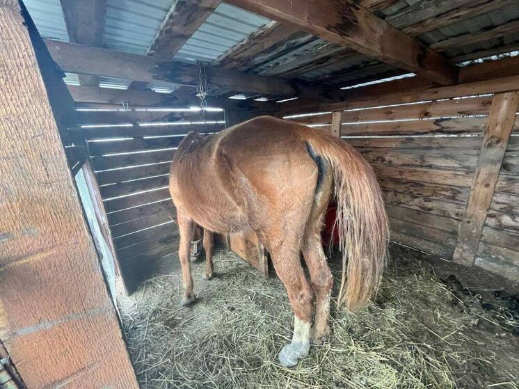 Кровь и клочья гривы: рецидивист, похитивший лошадь у фермера, задержан в Приморье