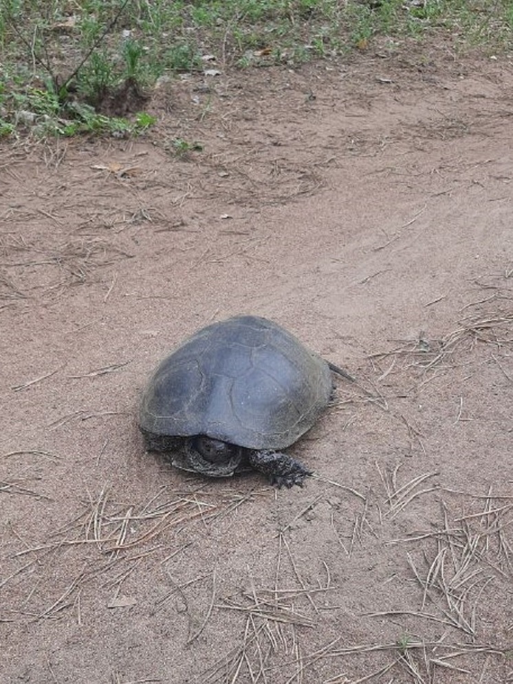 В Бузулукском бору появились черепахи