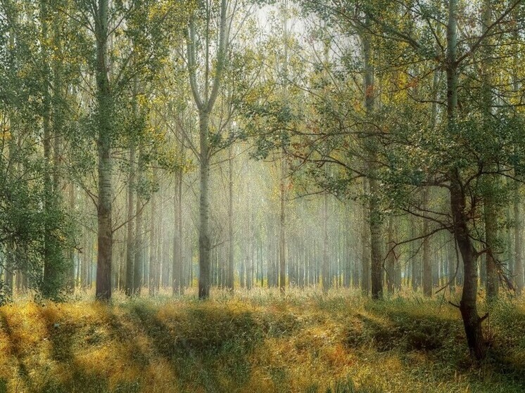 Калужские синоптики пообещали «плюс» ночью