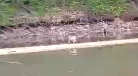 В Башкирии местный житель спас тонущего медвежонка: видео